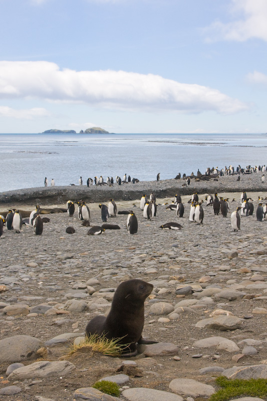 Antarctic Fur Seal And King Penguins On Beach